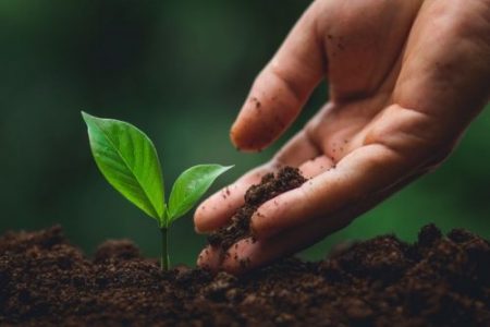 Une main prend soin d'une petite pousse d'arbre. Le référencement naturel, comme le jardinage, demande des soins et du temps, mais permet une croissance durable.